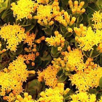 Pteronia divaricata Seeds - Indigenous South African Flowering Shrub - Combined Global Shipping