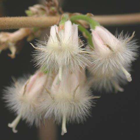 10 Tricalysia junodii var kirkii Seeds - Indigenous South African Flowering Shrub