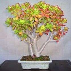 10 Crassula arborescens Seeds - Indigenous Bonsai Seeds For Sale - Global Shipping