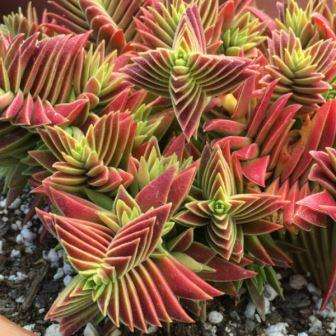 10+ Crassula capitella ssp thyrsiflora Seeds - Red Pagoda - Indigenous South African Succulent