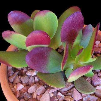 Crassula cultrata Seeds Indigenous South African Endemic Succulent - Global Shipping