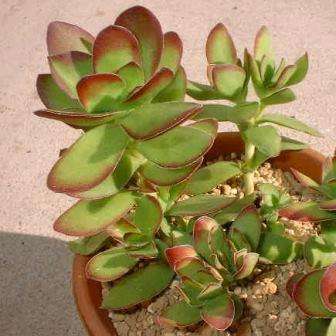 10 Crassula dejecta Seeds - Indigenous South African Endemic Succulent - Global Shipping