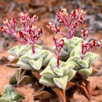 10 Crassula deltoidea Seeds - Indigenous South African Succulent - Global Shipping