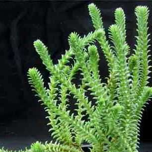 10+ Crassula ericoides Seeds - Karkai - Indigenous South African Endemic Succulent - Global Shipping