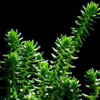 10 Crassula lanceolata Seeds - Indigenous South African Endemic Succulent - Global Shipping
