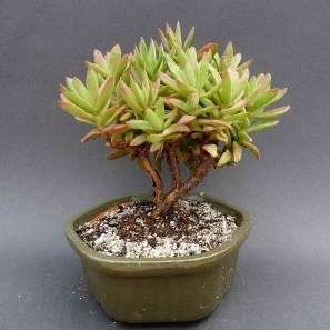 10 Crassula mollis Seeds - Indigenous South African Endemic Succulent - Global Shipping