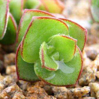 10 Crassula pellucida Seeds - Indigenous South African Endemic Succulent - Global Shipping
