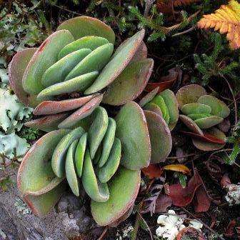 10 Crassula swaziensis Seeds - Indigenous South African Succulent - Global Shipping