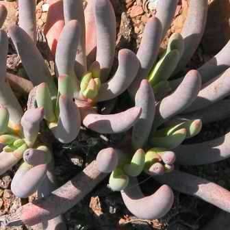 Cylindrophyllum calamiforme Seeds - Endemic South African Indigenous Succulent Mesemb