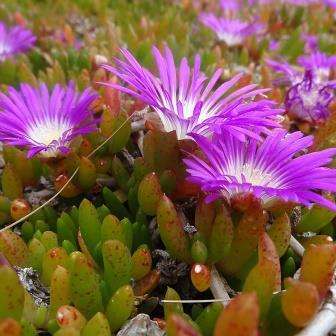 10 Disphyma crassifolium Seeds - Indigenous Mesemb Succulents - In Stock Ready to Ship