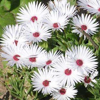 Dorotheanthus maughanii Seeds - Rare Indigenous Endemic Succulents Annual + FREE Seeds