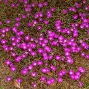 Drosanthemum hispidum Seeds - Indigenous - Buy Seeds from Africa for Native African Succulents