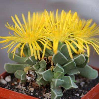 10 Faucaria boscheana Seeds - South African Indigenous Succulent Mesemb - Flat Ship Rate - Semillas