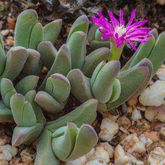 Gibbaeum angulipes Seeds -  Indigenous South African Native Succulent Mesemb - Sementes