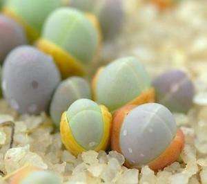 10 Gibbaeum comptonii Seeds -  Indigenous South African Native Succulent Mesemb - Sementes