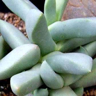 Juttadinteria albata Seeds - South African Indigenous Succulent Mesemb- Flat Ship Rate - Semillas