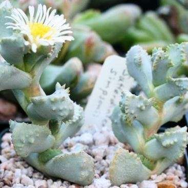 Juttadinteria simpsonii Seeds South African Indigenous Succulent Mesemb Flat Ship Rate - Semillas