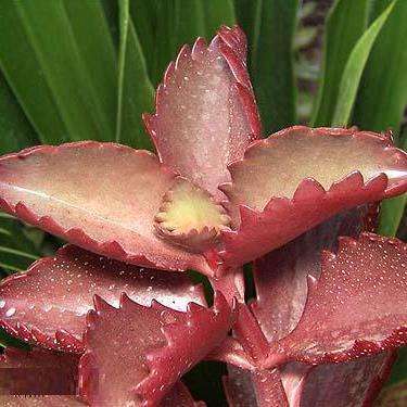 10 Kalanchoe brachyloba Seeds - Indigenous South African Succulent Seeds - Worldwide Shipping