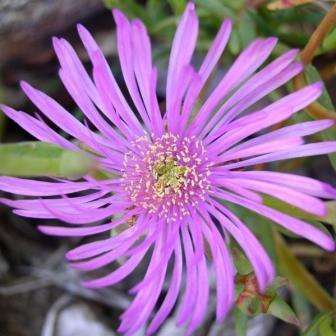 10 Lampranthus haworthii Seeds - Indigenous South African Succulent Seeds - Worldwide Shipping