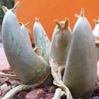 5 Mitrophyllum mitratum Seeds - Indigenous Succulent Endemic Mesemb- Worldwide Shipping