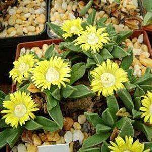 Nananthus aloides Seeds - Indigenous Succulent Mesemb - Worldwide Shipping