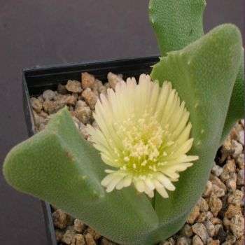 10 Odontophorus nanus Seeds - Indigenous Endemic Succulent Mesemb - Worldwide Shipping