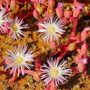 10 Prenia pallens Seeds - Indigenous Endemic Succulent Mesemb - Worldwide Shipping