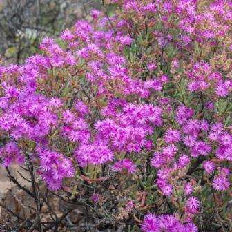 Ruschia pungens Seeds - Indigenous Succulent Endemic Mesemb - Insured Worldwide Shipping