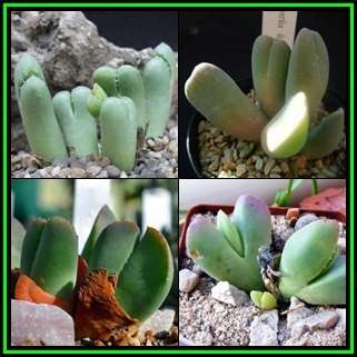 10 Vanheerdea Species Mixed Seeds - Indigenous Succulent Endemic Mesemb - Insured Worldwide Shipping