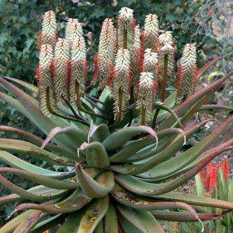 Aloe ferox White Flower- Bitter Aloe - 10 Seed Pack - Indigenous Succulent - Worldwide Shipping, NEW