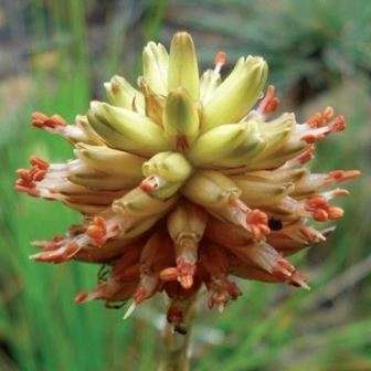 Aloe modesta Seeds Indigenous South African Endemic Succulent For Sale from Africa