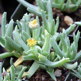 Cheiridopsis derenbergiana Seeds - Indigenous Endemic Succulent Mesemb - Global Shipping