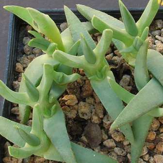 Cheiridopsis imitans Seeds - Indigenous Endemic Succulent Mesemb - Global Shipping