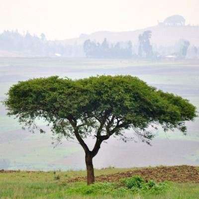 Acacia abyssinica / Acacia aethiopica - Nyanga Flat Top Thorn Tree - 10 Seed Pack - Global Shipping