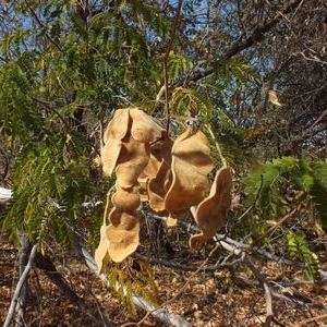 Acacia eriocarpa Seeds - Woolly-podded Acacia Tree Seeds - Beautiful Hardy Indigenous Tree