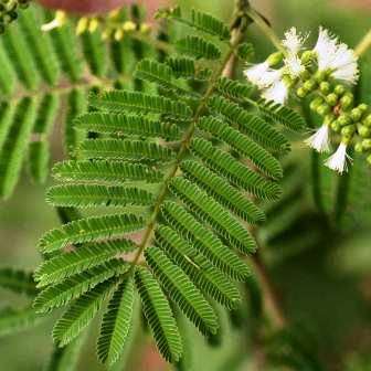 10 Acacia fleckii Seeds - Blade Thorn Tree Seeds - Beautiful Hardy Indigenous Tree