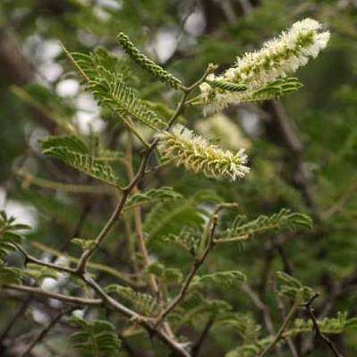 Acacia fleckii Seeds - Blade Thorn Tree Seeds - Beautiful Hardy Indigenous Tree