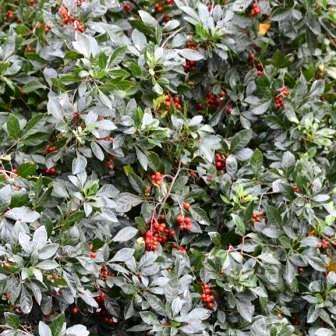 5 Allophylus decipiens Seeds - Bastard Currant - Indigenous South African Tree