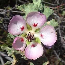 Anisodontea triloba Seeds - Indigenous South African Endemic Flowering Shrub - ENORMOUS RANGE