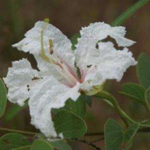 Bauhinia petersiana ssp macrantha Seeds - Coffee Bauhinia - Indigenous Tree - Edible Seeds