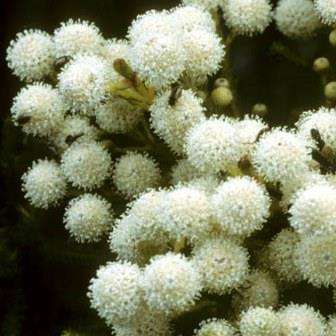 Berzelia abrotanoides Seeds - Indigenous Endemic Fynbos Shrub - Cut-Flower ENORMOUS RANGE