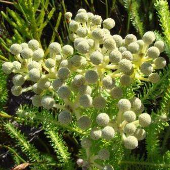 Berzelia squarrosa Seeds - Indigenous Endemic Fynbos Shrub - Cut-Flower ENORMOUS RANGE
