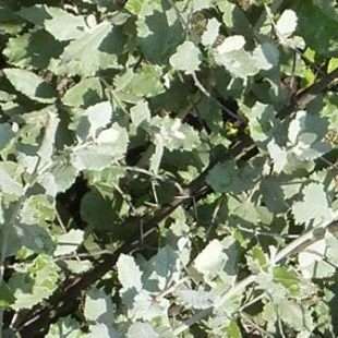 10 Brachylaena rotundata Seeds - Mountain Silver-Oak - Indigenous Tree - Flat Seed Ship Rate