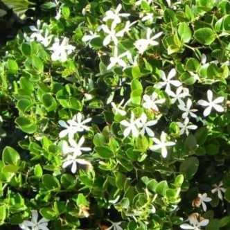 10 Carissa haematocarpa Seeds - Karoo num-num Shrub or Tree Indigenous - Flat Seed Ship Rate