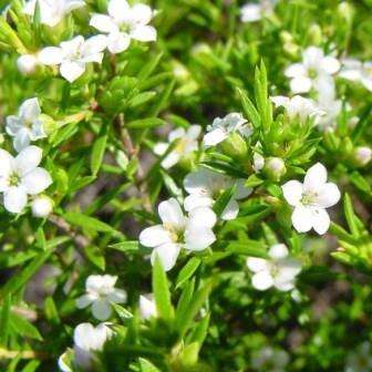 10 Coleonema album Seeds - Indigenous Shrub Endemic to South Africa - Global Insured Shipping