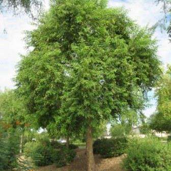 10 Dalbergia martini Seeds - Zambezi Flat-Bean Tree Seeds - Indigenous Shrub, Climber or Tree