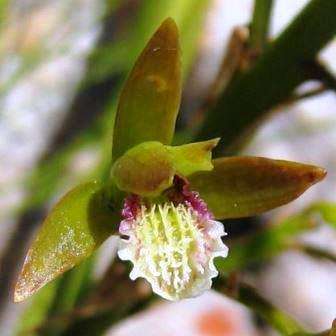 10+ Acrolophia capensis Seeds - Indigenous South African Orchid Seeds + FREE SEEDS WITH ALL ORDERS