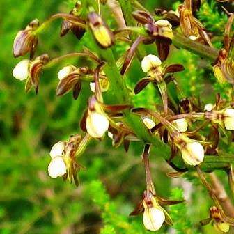 Acrolophia cochlearis Seeds - Indigenous South African Endemic Orchid Seeds - Global Shipping