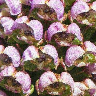 10+ Corycium carnosum Seeds - Indigenous South African Endemic Orchid Seeds - Global Shipping