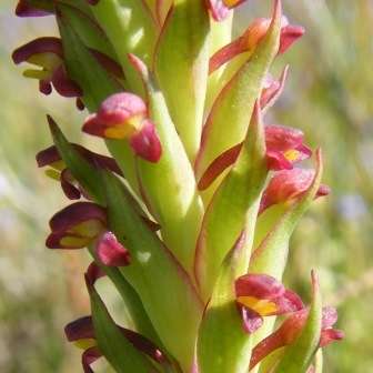 10+ Disa bracteata Seeds - Indigenous South African Endemic Orchid Seeds+ FREE SEEDS WITH ALL ORDERS